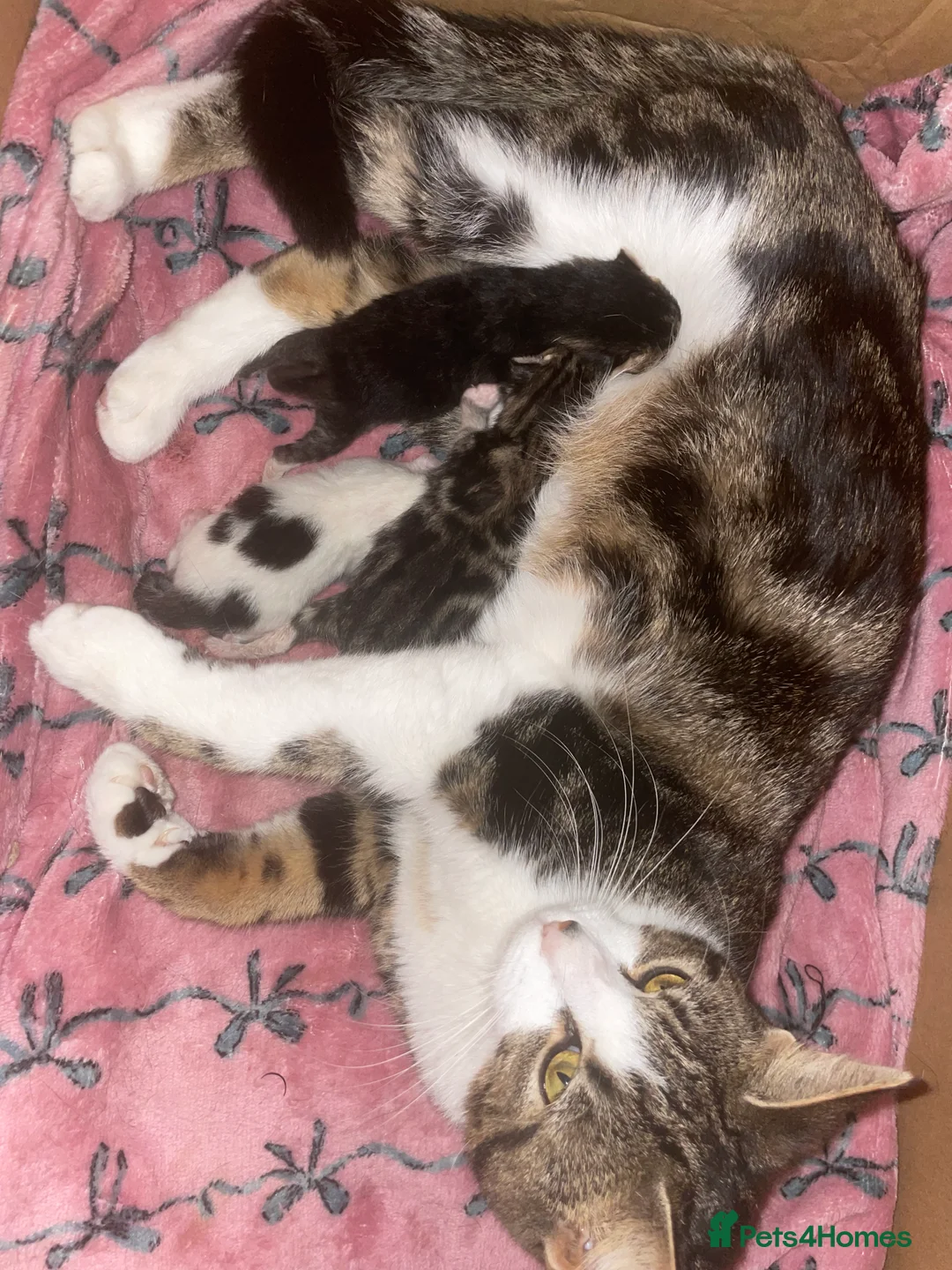 Mixed Breed cats for sale: Tabby Kittens ready for homes - Advert 2