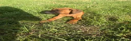 Rhodesian Ridgeback dogs for sale: One beautiful gentle kc little girl - Advert 18