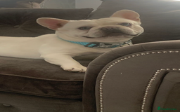 French Bulldog dogs for stud: Solid blue Merle platinum carrying testable and L1 in Aberdeen - Image 5