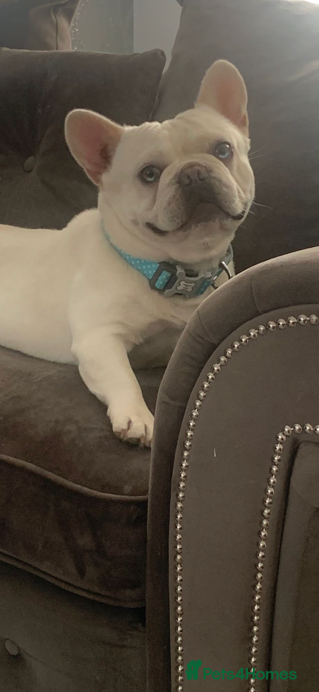 French Bulldog dogs for stud: Solid blue Merle platinum carrying testable and L1 in Aberdeen - Image 5