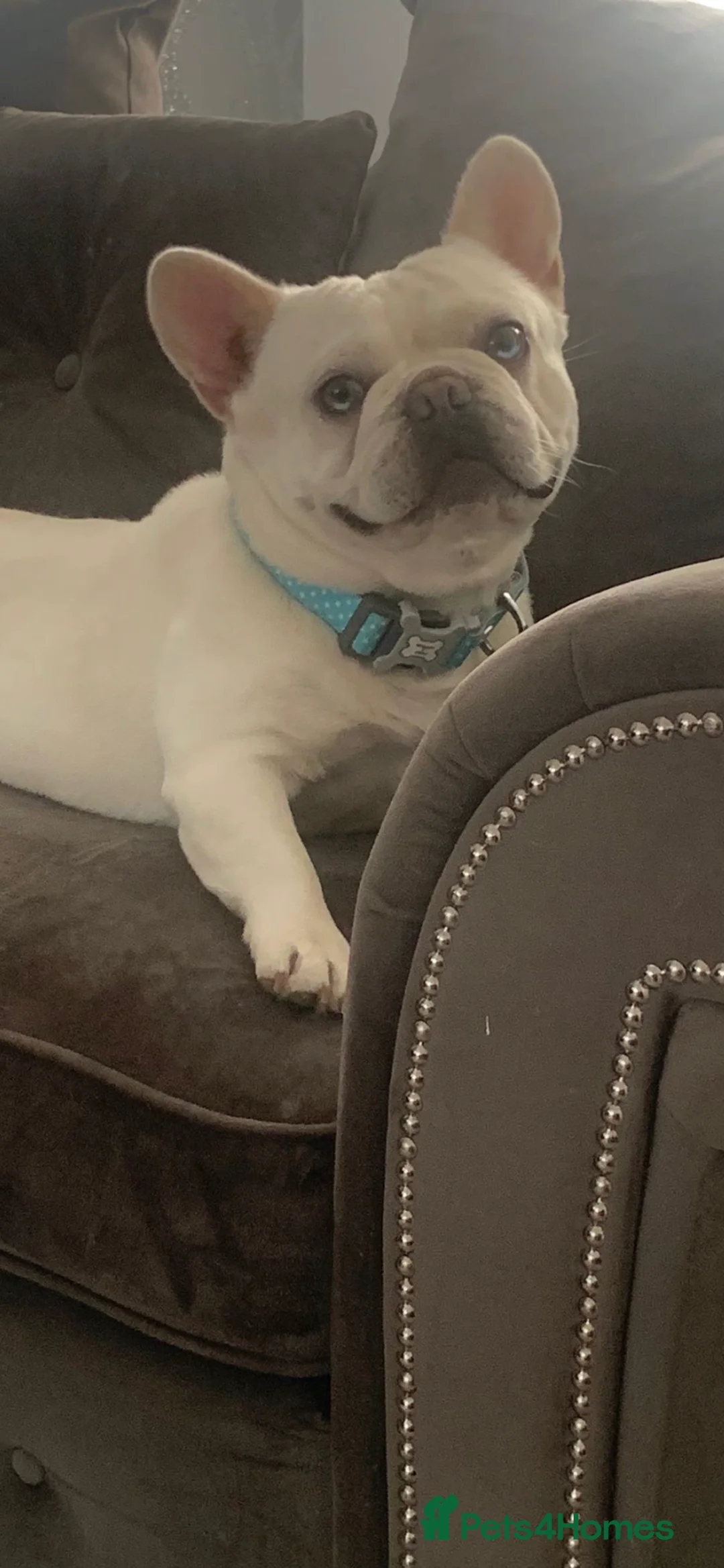 French Bulldog dogs for stud: Solid blue Merle platinum carrying testable and L1 in Aberdeen - Advert 5