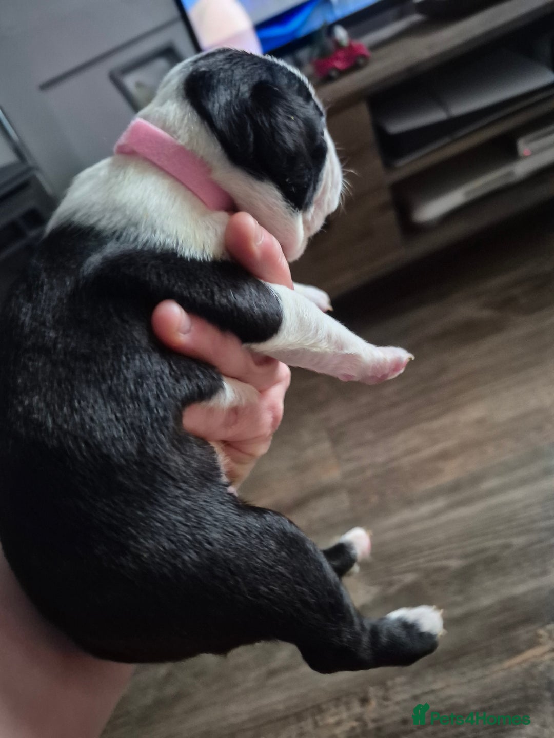 Boston Terrier dogs for sale: Gorgeous chunky Boston terrier pups - Advert 35