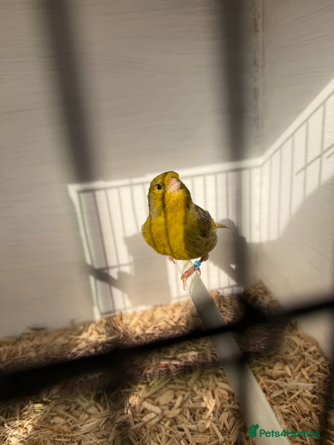 Canaries birds for sale: Cock canary for sale 2025 bird  in Worksop - Advert 2