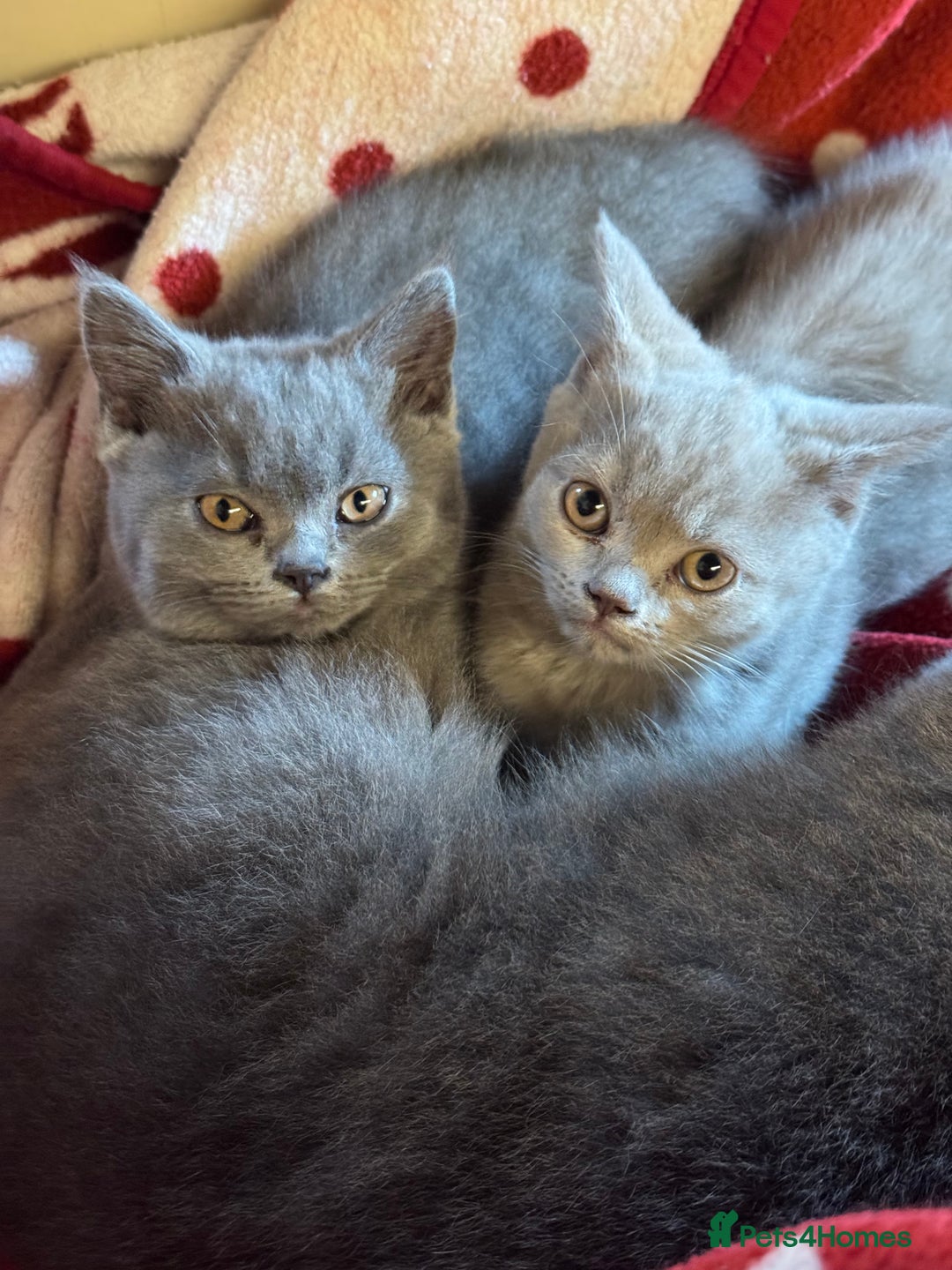 British Shorthair cats for sale: Pedigree British Shorthair Kittens - Image 5
