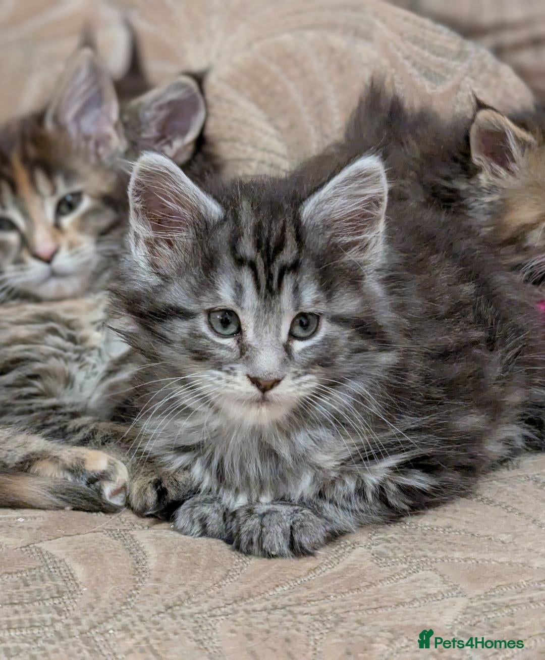 Maine Coon cats for sale: 🎄3 Purebred Maine Coon Girls – Ready 23 Dec 🎄 - Advert 6