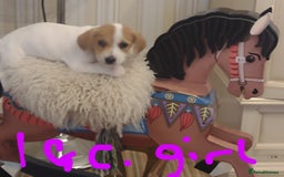 Jack Russell dogs for sale: Beautiful jack Russell puppies  - Image 12