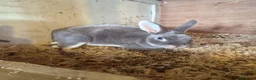 Rex rabbits for sale: Beautiful Mini Rex Baby Bunnies 2 Stunning Litters - Advert 13