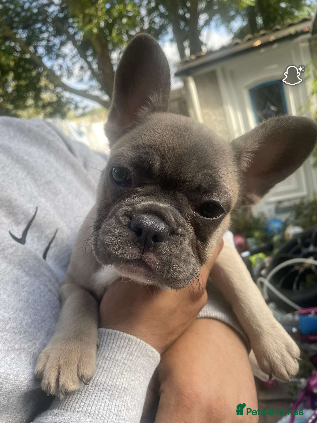 French Bulldog dogs for sale: French bulldog - Advert 3