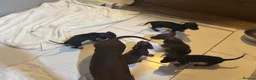 Dachshund dogs for sale: Dachshund puppies - Advert 5
