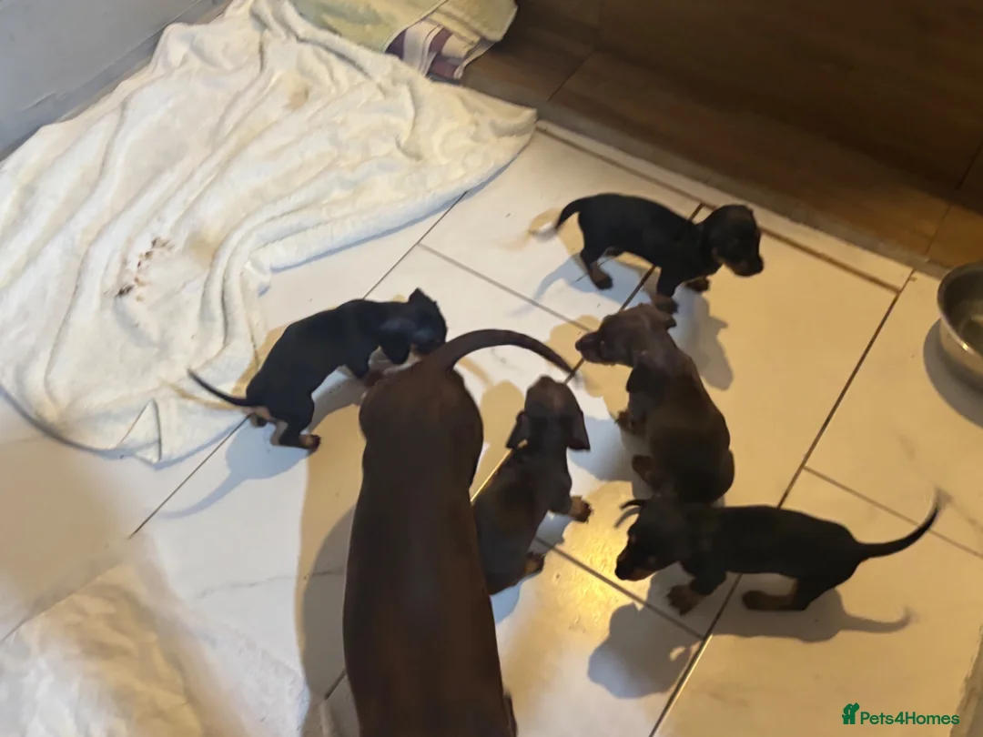 Dachshund dogs for sale: Dachshund puppies - Advert 5