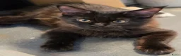 Maine Coon cats for sale: Maine coon 🐱🐱 only 2 left 🐱🐱 - Advert 9