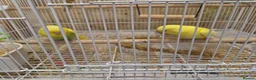 Budgerigars birds for sale: Gorgeous Baby Budgies  - Advert 5