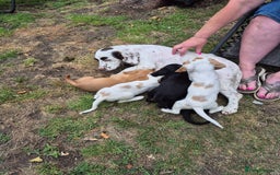 Sprocker dogs for sale: 5 Sprocker Puppies  - Image 7