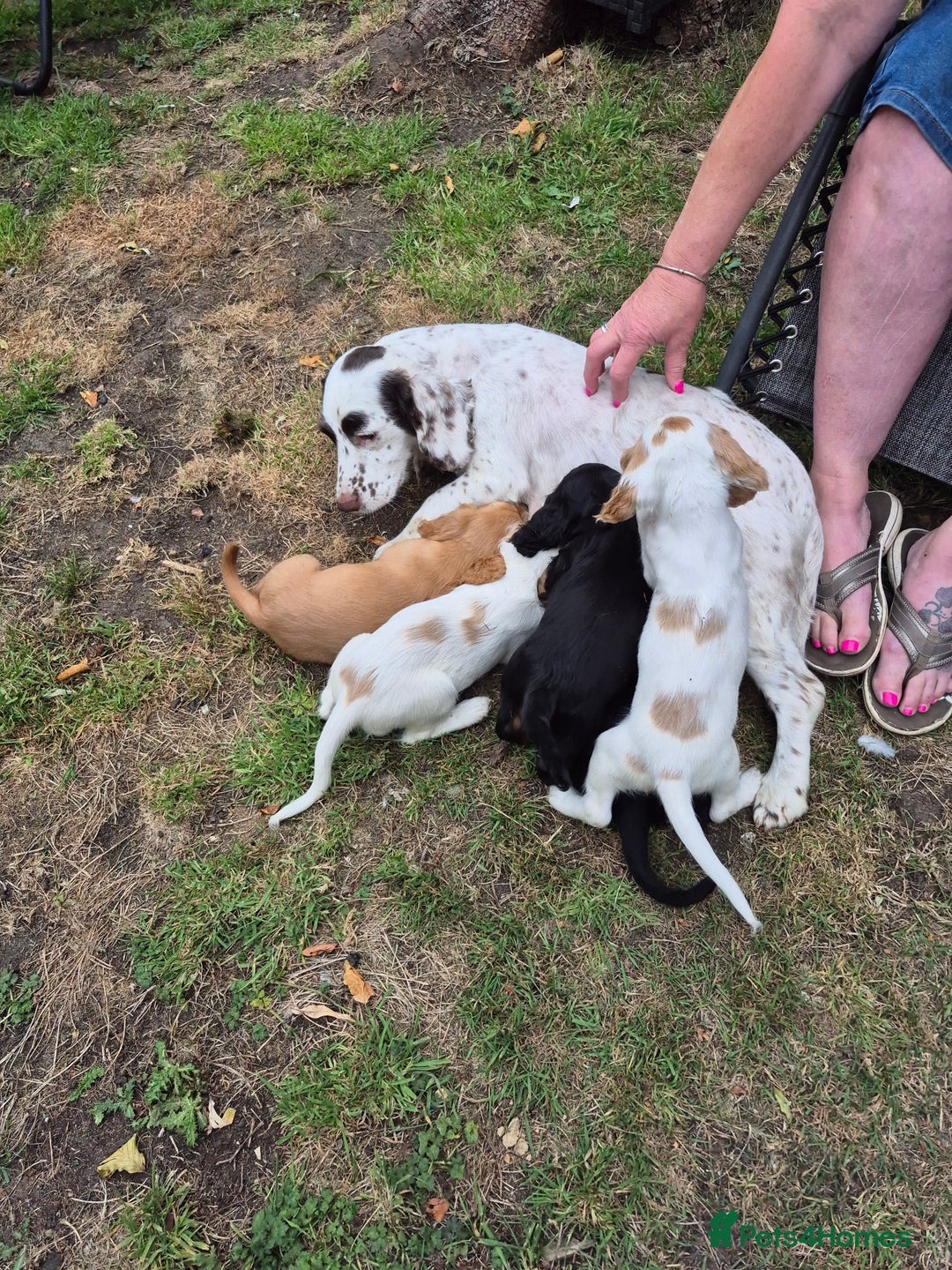 Sprocker dogs for sale: 5 Sprocker Puppies  - Image 7