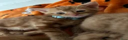 Mixed Breed cats for sale: 3 beautiful ginger kittens looking for 🏡🧡🫶🏻 - Advert 16