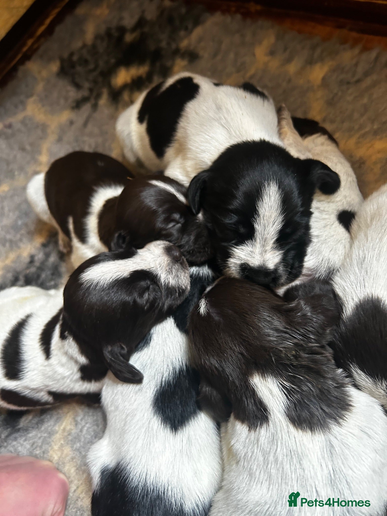 German Wirehaired Pointer dogs GWP Puppies For Sale - Advert 2