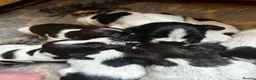 German Wirehaired Pointer dogs for sale: GWP Puppies For Sale - Advert 2