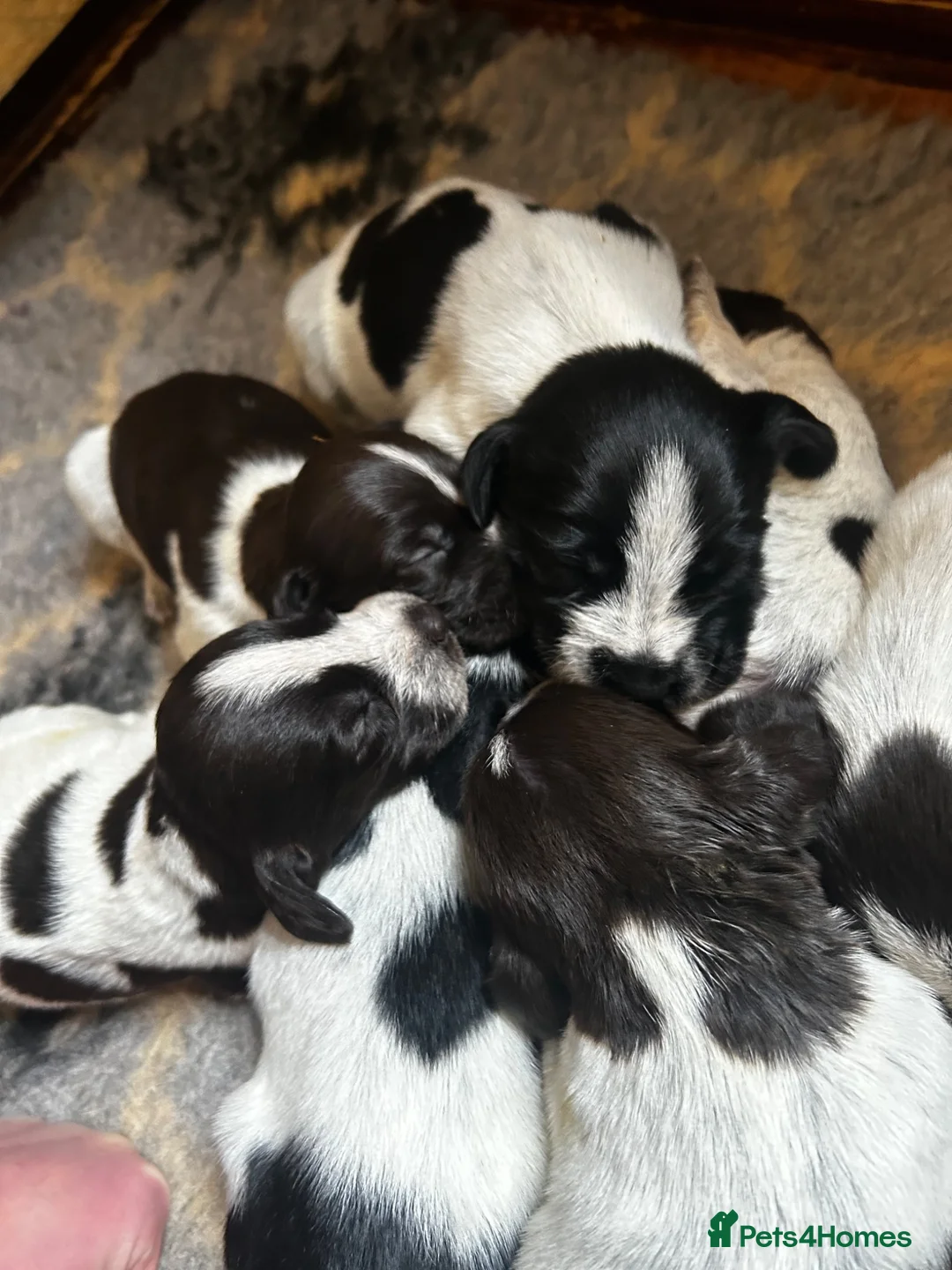 German Wirehaired Pointer dogs for sale: GWP Puppies For Sale - Advert 2