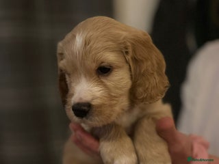 Cockapoo dogs - Advert 33