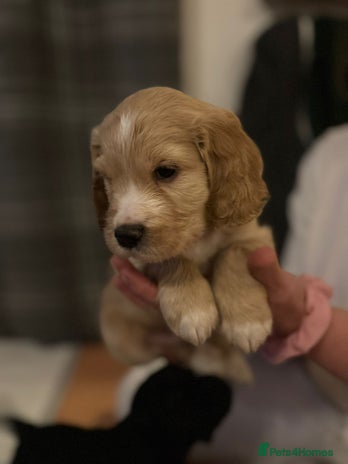 Cockapoo dogs - Advert 16