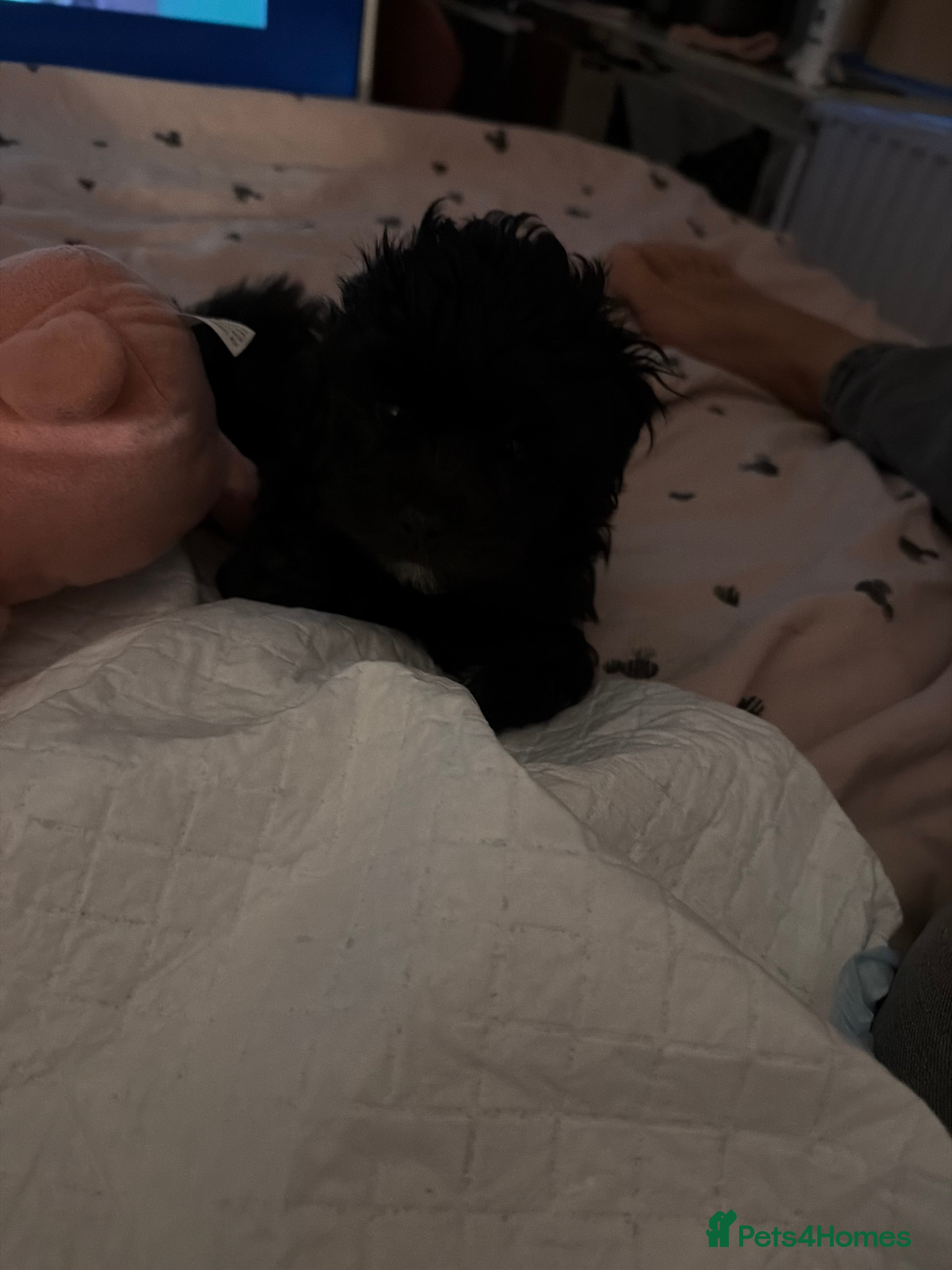 Jack Russell dogs Little black jack russel x Maltese  - Advert 1