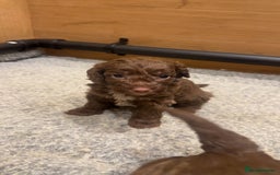 Cockapoo dogs for sale: Cockerpoos  - Image 6