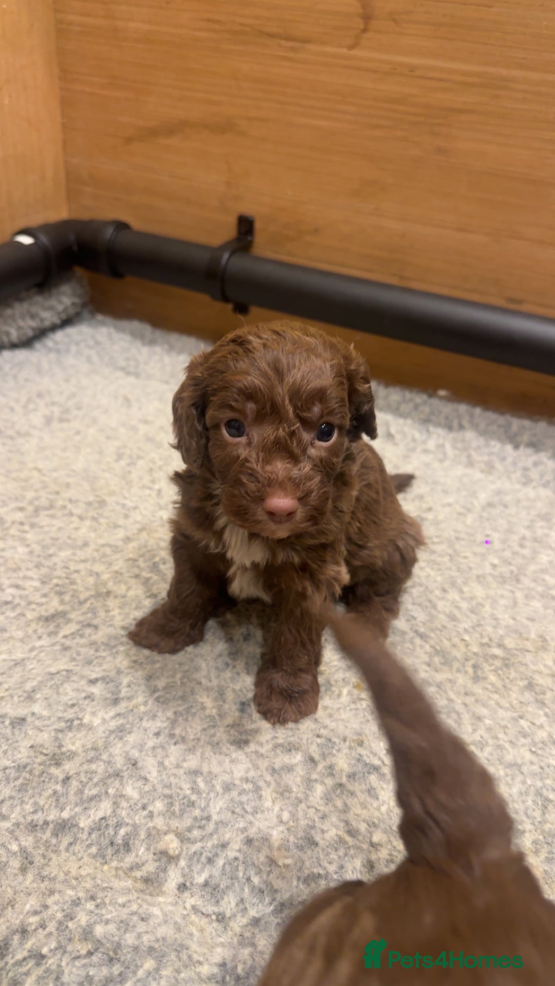 Cockapoo dogs for sale: Cockerpoos  - Image 6