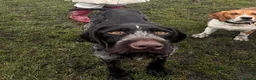 German Wirehaired Pointer dogs for adoption: Young German Wirehaired Pointer in Bolton - Advert 2