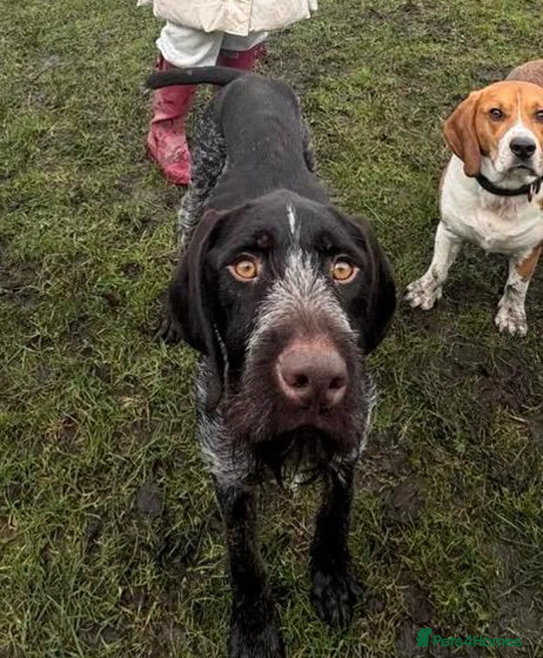 German Wirehaired Pointer dogs for adoption: Young German Wirehaired Pointer in Bolton - Advert 2