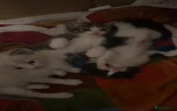 Ragdoll cats for sale: 3x Ragdoll X kittens - Image 1