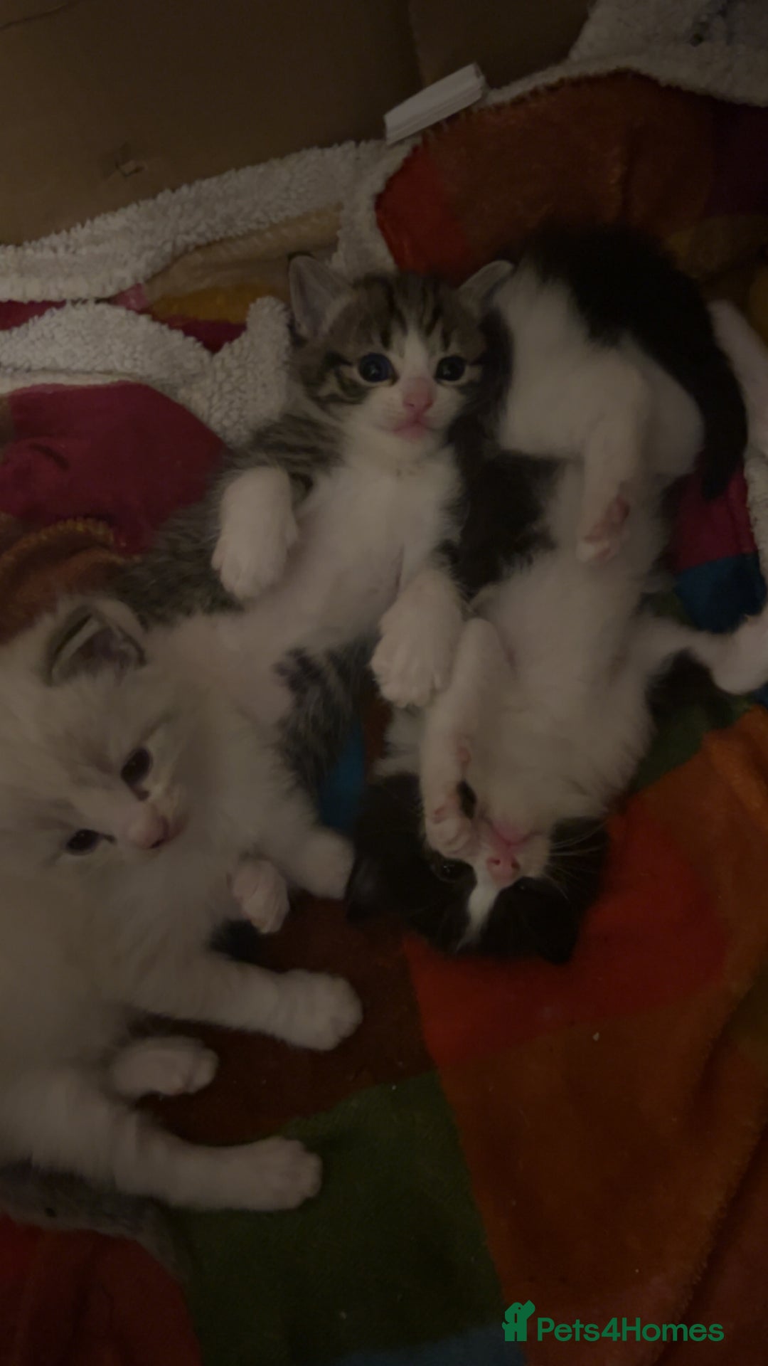 Ragdoll cats for sale: 3x Ragdoll X kittens - Image 1