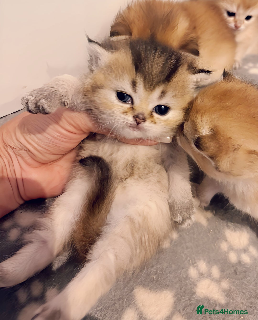 British Shorthair cats for sale: GCCF registered Golden BSH champion line, Boys - Image 17