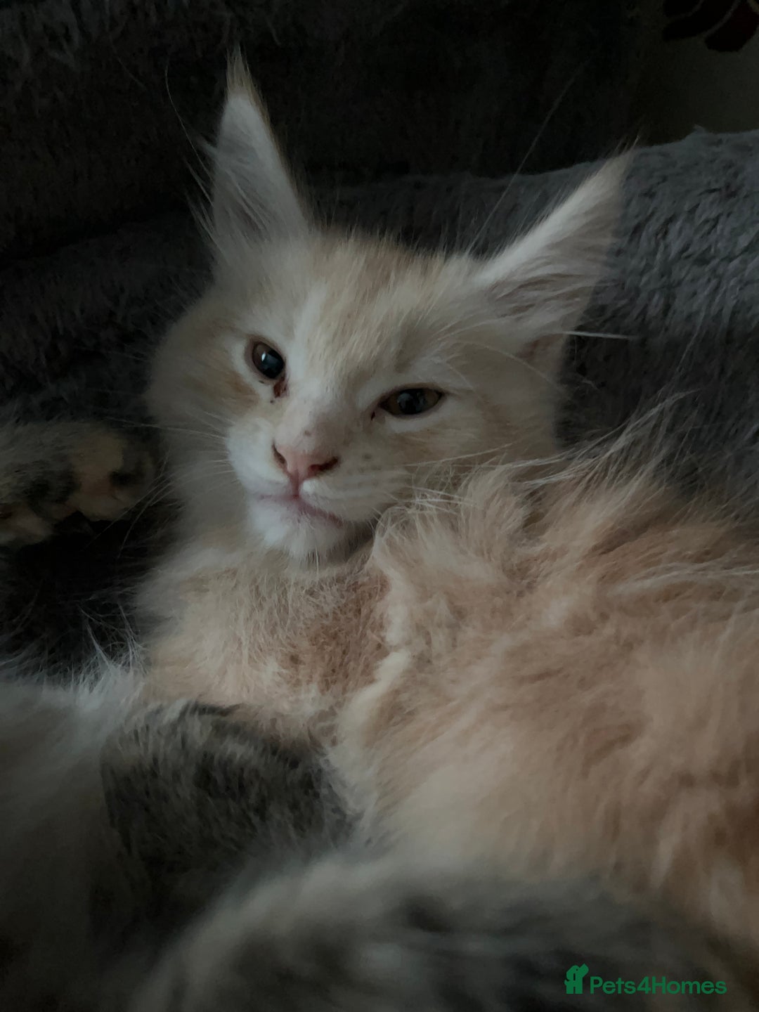 Maine Coon cats for sale: Purebred Maincoons Kittens - Advert 4