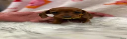 Miniature Dachshund dogs for sale: ⭐️Beautiful Kaninchen Pups READY NOW - Advert 25
