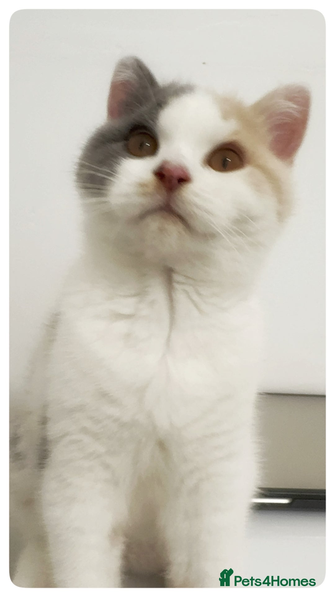 British Shorthair cats for sale: Dulce - GCCF registered BSH female kitten.  - Advert 5