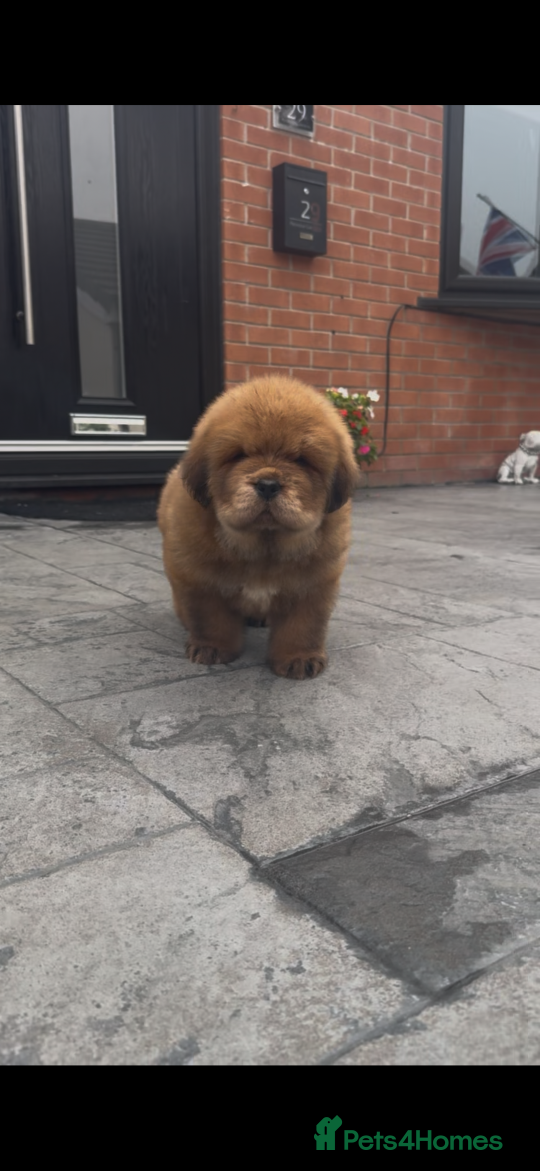 Tibetan Mastiff dogs for sale: Chinese Tibetan mastiff pups  - Image 17