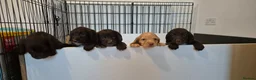Sprocker dogs for sale: Sprocker Puppies  - Advert 16