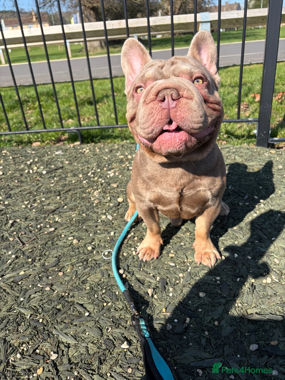 French Bulldog dogs for sale: Fully health tested French bull dog puppies  - Advert 2