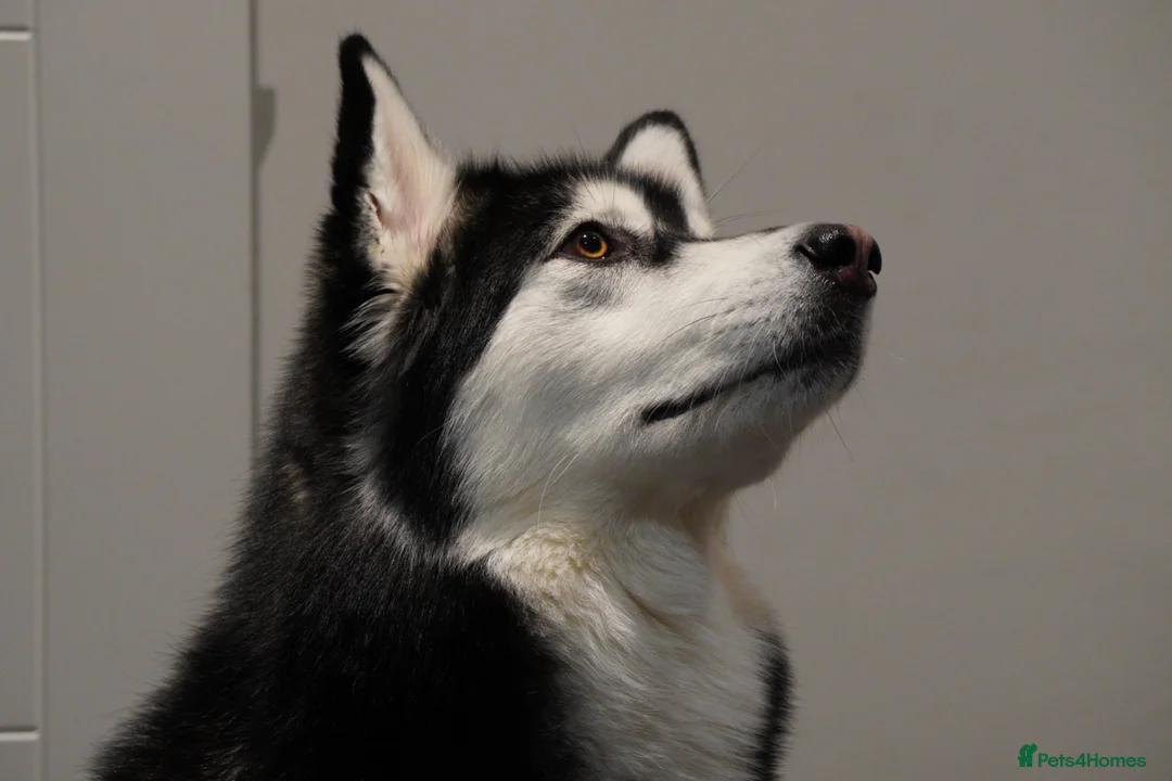 Alaskan Malamute dogs for sale: 2 year old Malamute needs a loving home - Advert 2