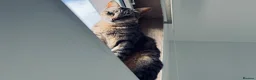 Arabian Mau cats for adoption: Hera ♥️ (House Cat)  - Advert 10
