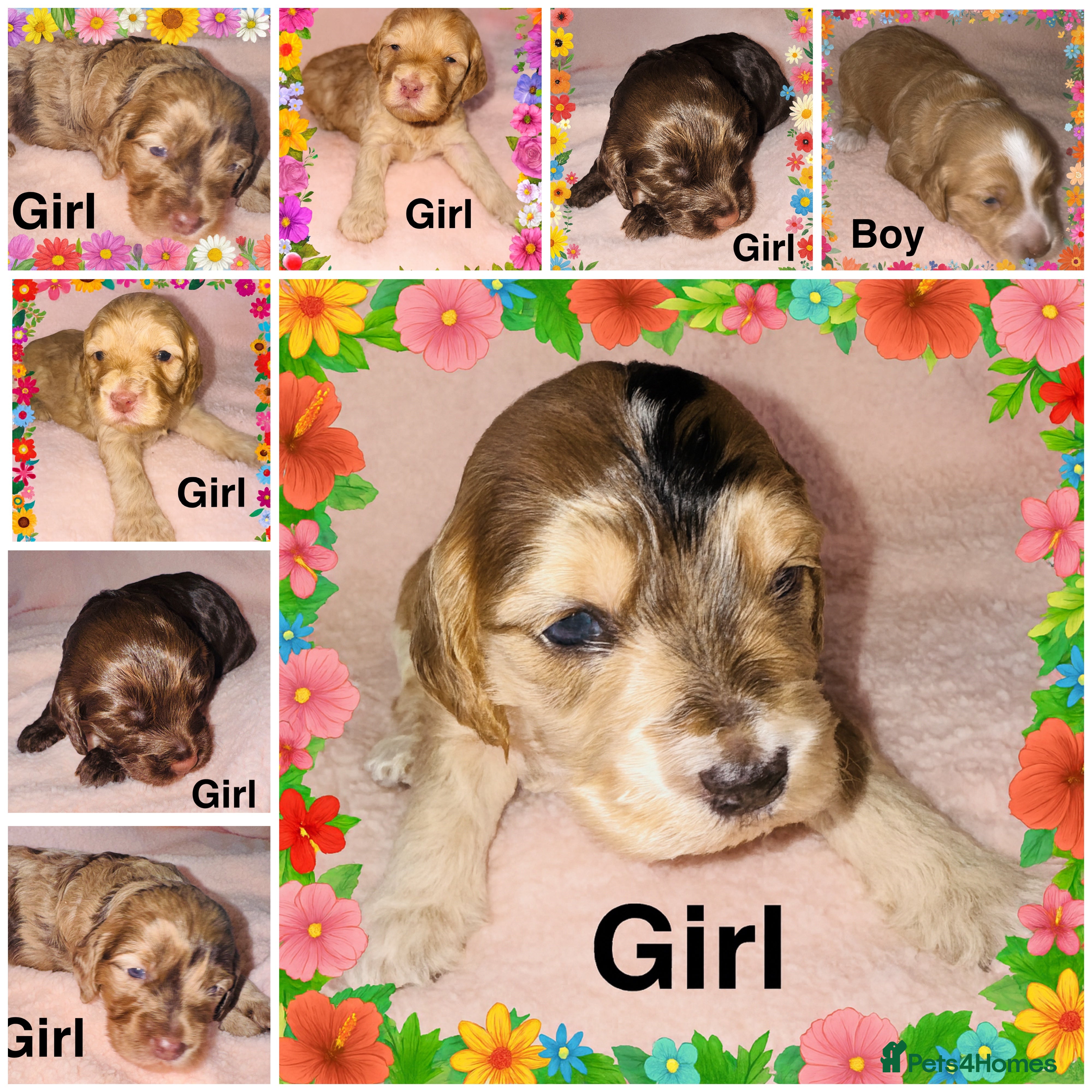 Cockapoo dogs ❤️DNA Tested Rare Sable Cockapoos, Ready 5th Feb  - Advert 3