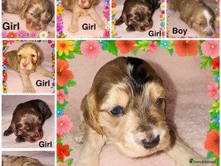 Cockapoo dogs ❤️DNA Tested Rare Sable Cockapoos, Ready 5th Feb - Advert 8