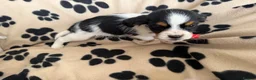 Mixed Breed dogs for sale: Beautiful Jackaliers - Advert 9