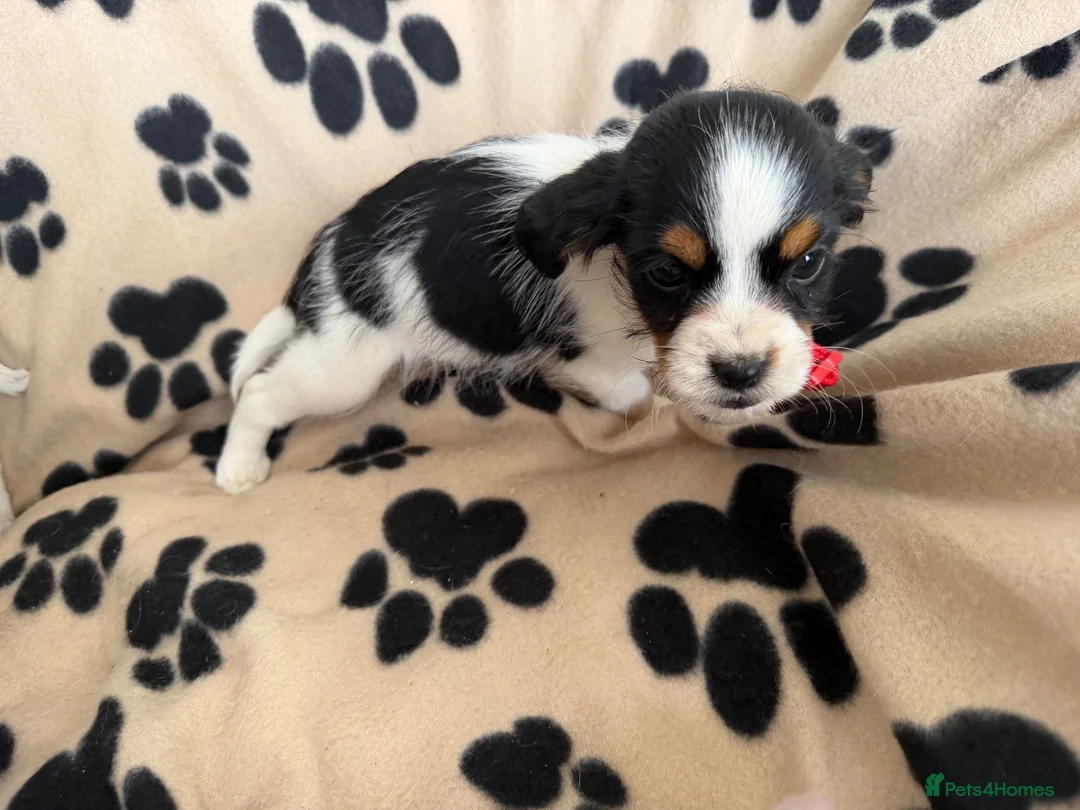 Mixed Breed dogs for sale: Beautiful Jackaliers - Advert 9