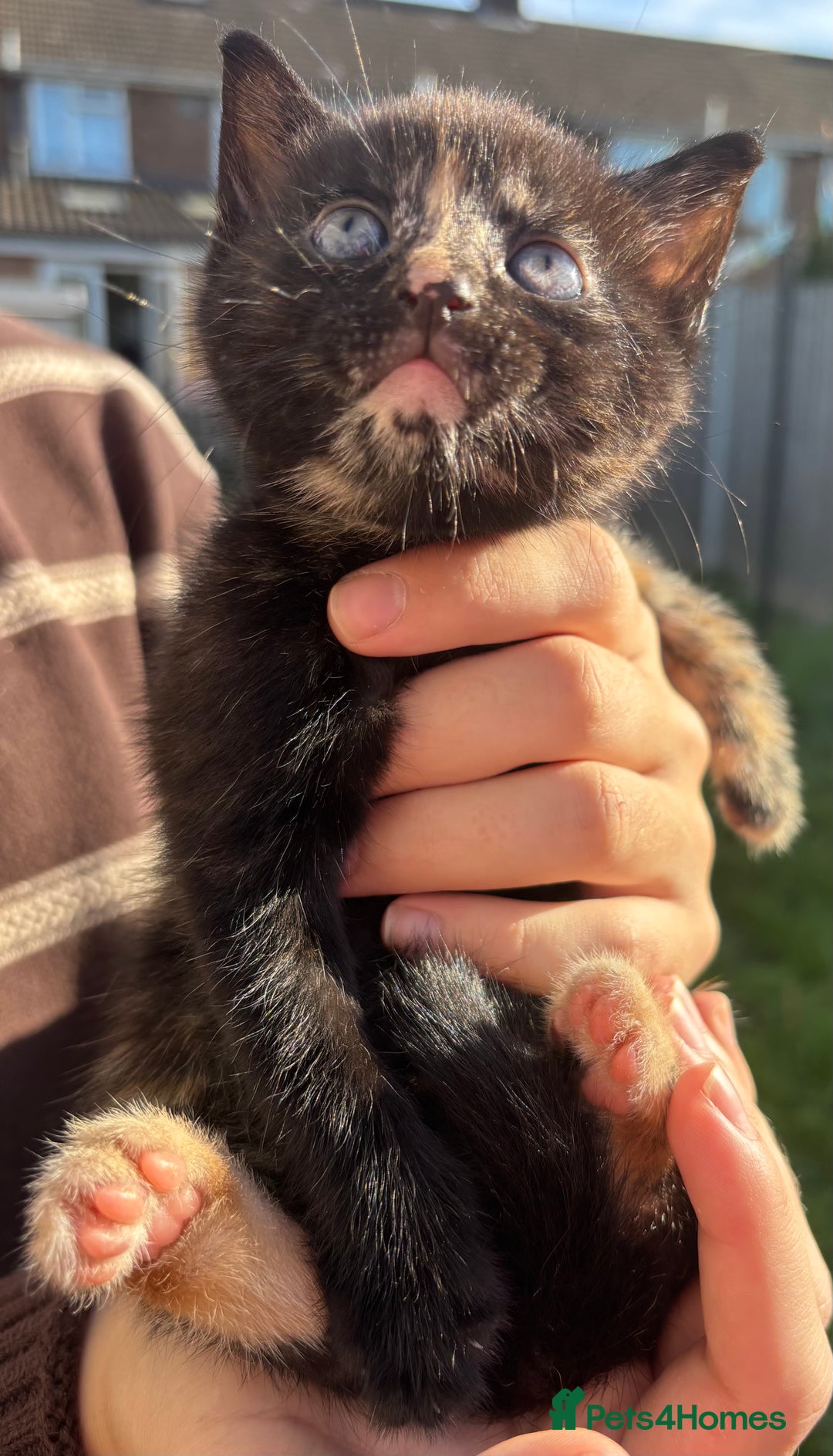 Mixed Breed cats for sale: 5 Gorgeous kittens available now - Image 16