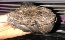 Quail poultry for sale: SEXED CHINESE PAINTED BUTTON QUAILS AVAILABLE ! - Image 5