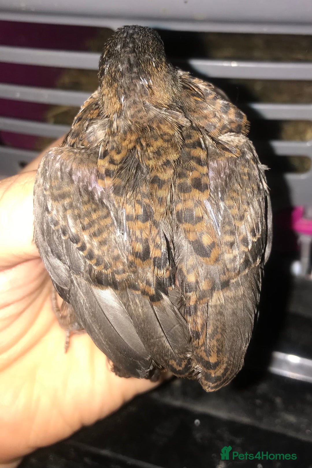 Quail poultry for sale: SEXED CHINESE PAINTED BUTTON QUAILS AVAILABLE ! - Image 5