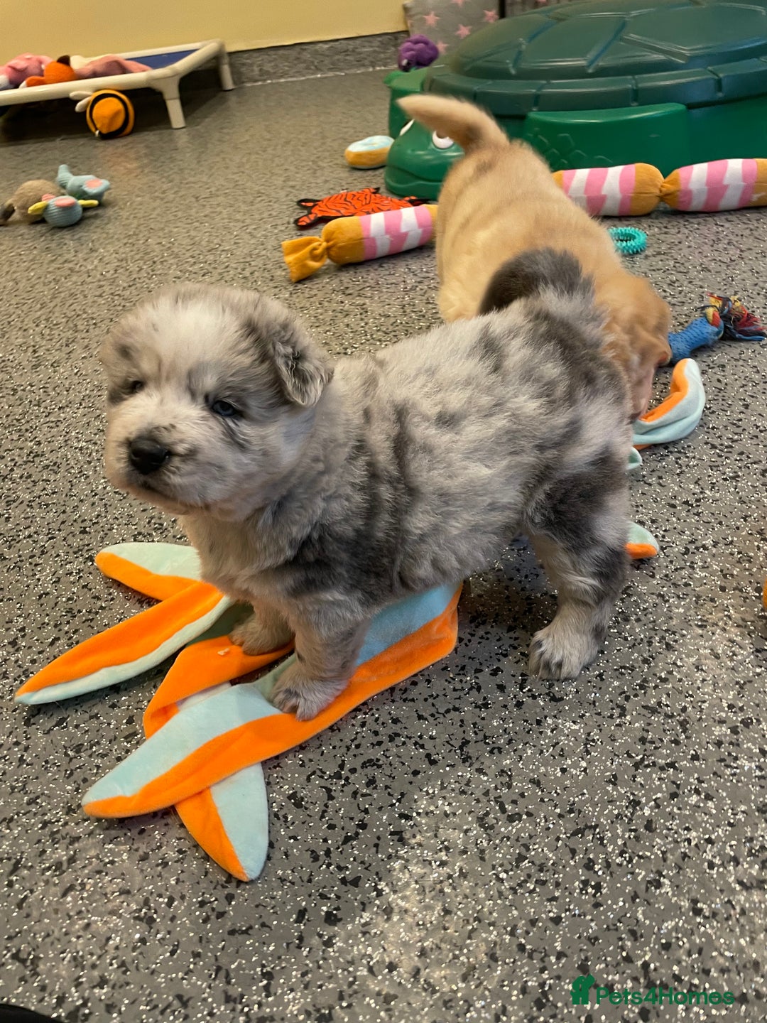 Mixed Breed dogs for sale: Genuine Chowski puppies  - Image 9