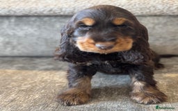 Cocker Spaniel dogs for sale: BEAUTIFUL SHOW TYPE COCKER SPANIELS  - Image 29