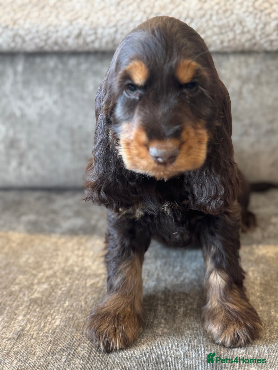 Cocker Spaniel dogs for sale: BEAUTIFUL SHOW TYPE COCKER SPANIELS  - Image 29